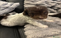 Cockapoo dogs for sale: 2 male cockapoo puppies  - Image 2