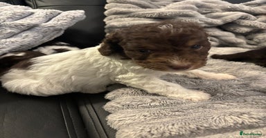Cockapoo dogs - Advert 14