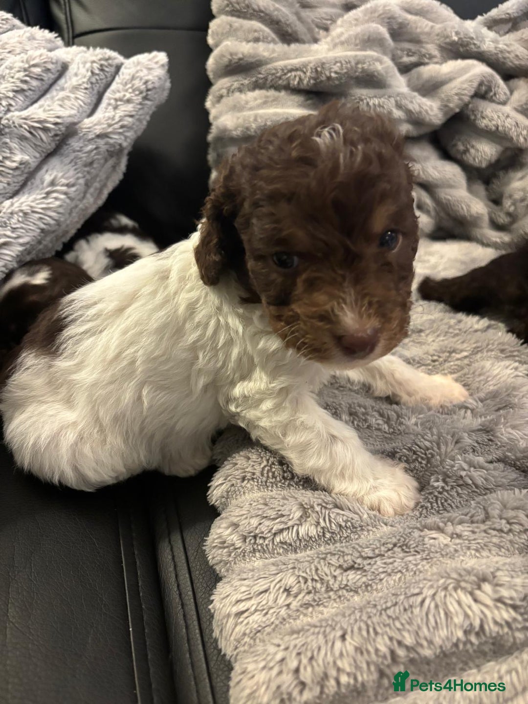Cockapoo dogs for sale: 2 male cockapoo puppies  - Image 2