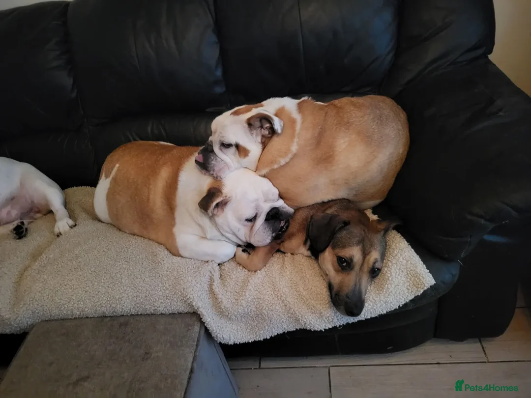 Mixed Breed dogs for adoption: Leena - Advert 5