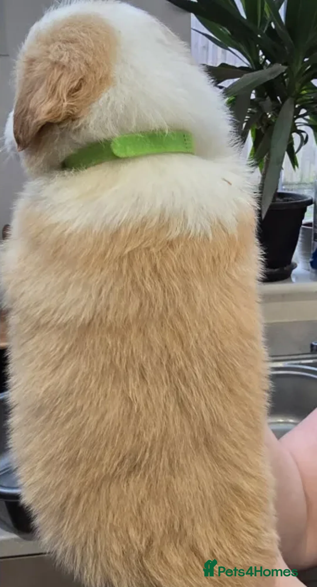 Border Collie dogs for sale: Perfect for Active Homes-Brilliant Border Collies - Advert 10