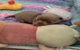 Chihuahua dogs for sale: KC reg Handsome lilac & tan boy 🍎 🐶  - Image 7