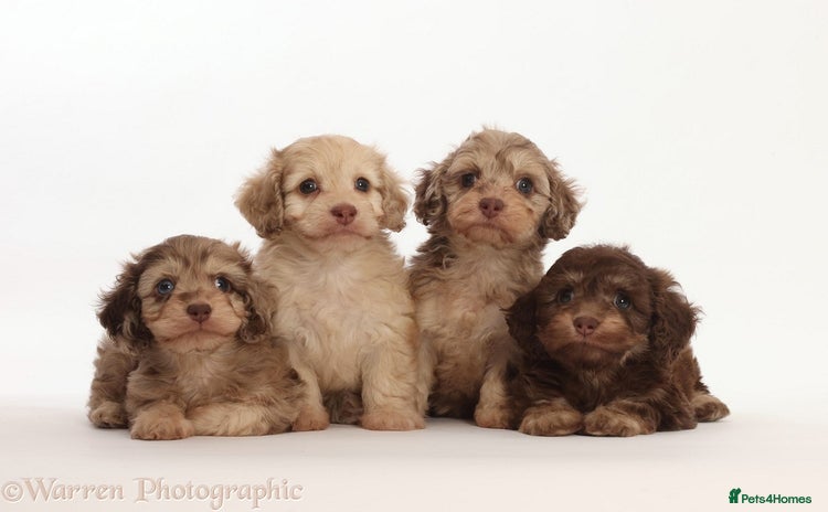 Doxiepoo dogs - Advert 1