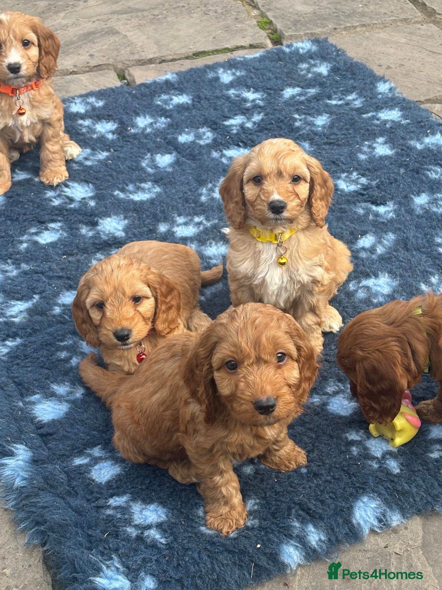 Cockapoo dogs F1 Cockapoo puppies - Advert 13