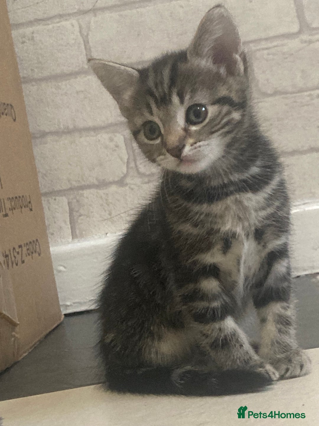 Mixed Breed cats for sale: 6 beautiful kittens - Image 2