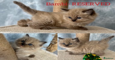 Ragdoll cats - Advert 11
