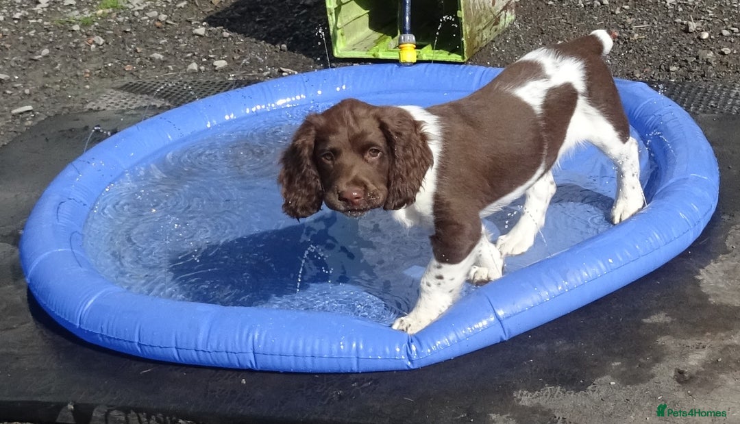 English Springer Spaniel dogs for sale: English Springer Spaniel Puppy 2 - English Springer Spaniel Puppies - Image 33