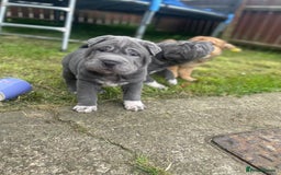 Shar Pei dogs for sale: 1 Black girl left  - Image 10