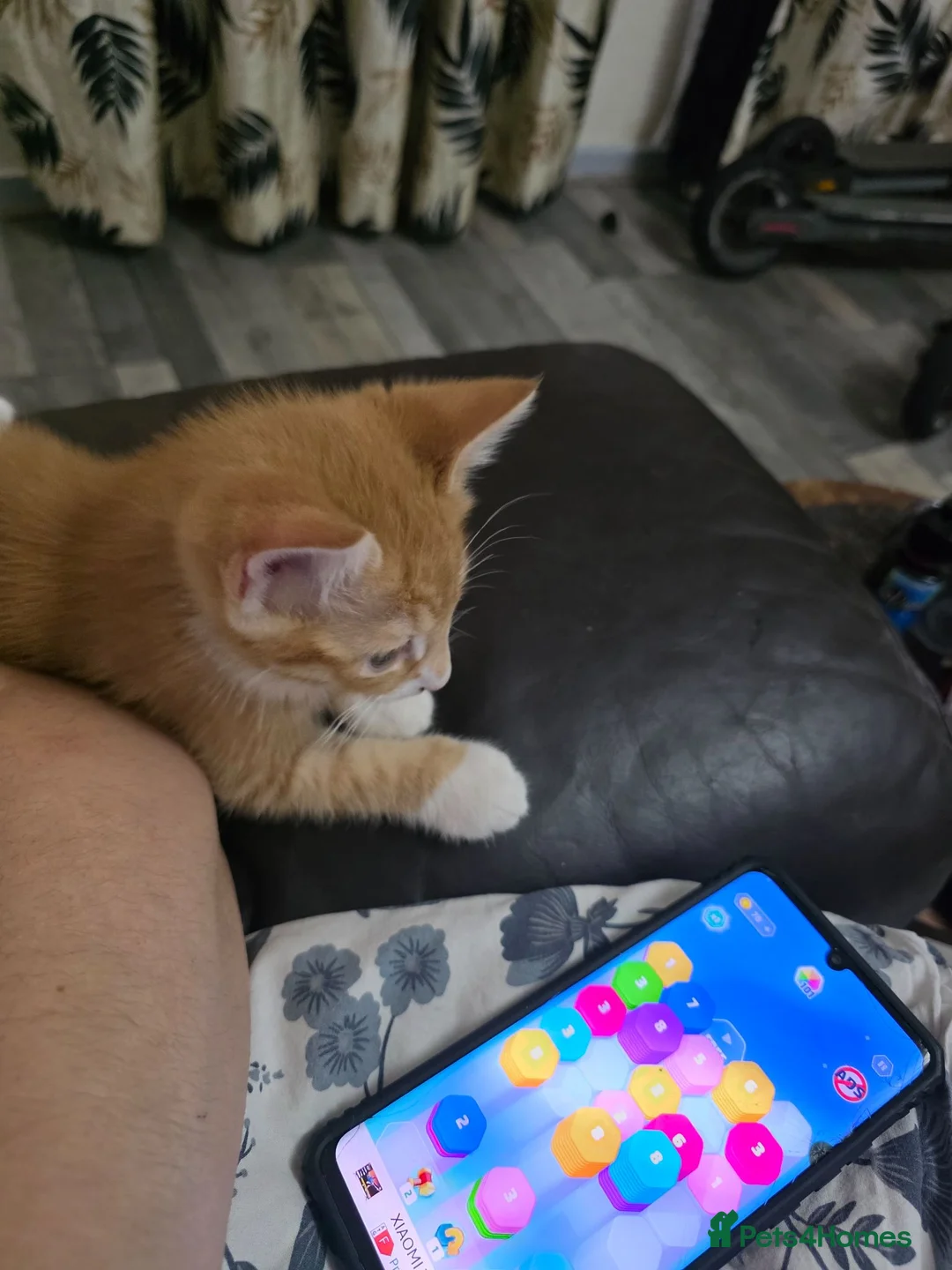Mixed Breed cats for sale: Kittens looking for new home in Leigh - Advert 33