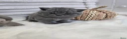British Shorthair cats for sale: 🐾🏡GCCF Registered BSH Kittens | Champion Line 💫 in Pinner - Advert 3