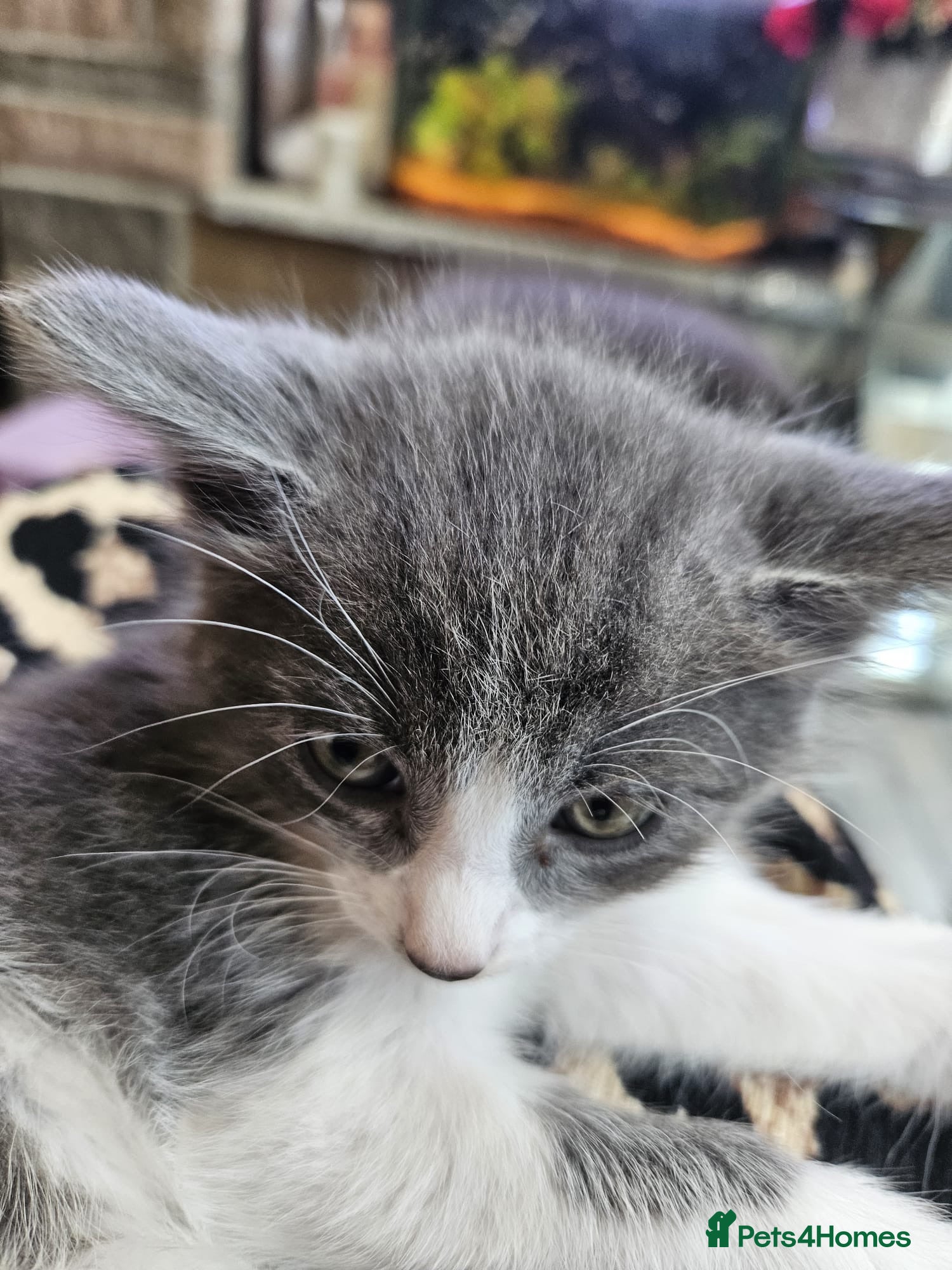 Mixed Breed cats Kitten for sale  - Advert 3