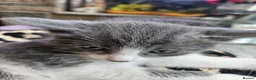 Mixed Breed cats for sale: Kitten for sale  in Southsea - Advert 1