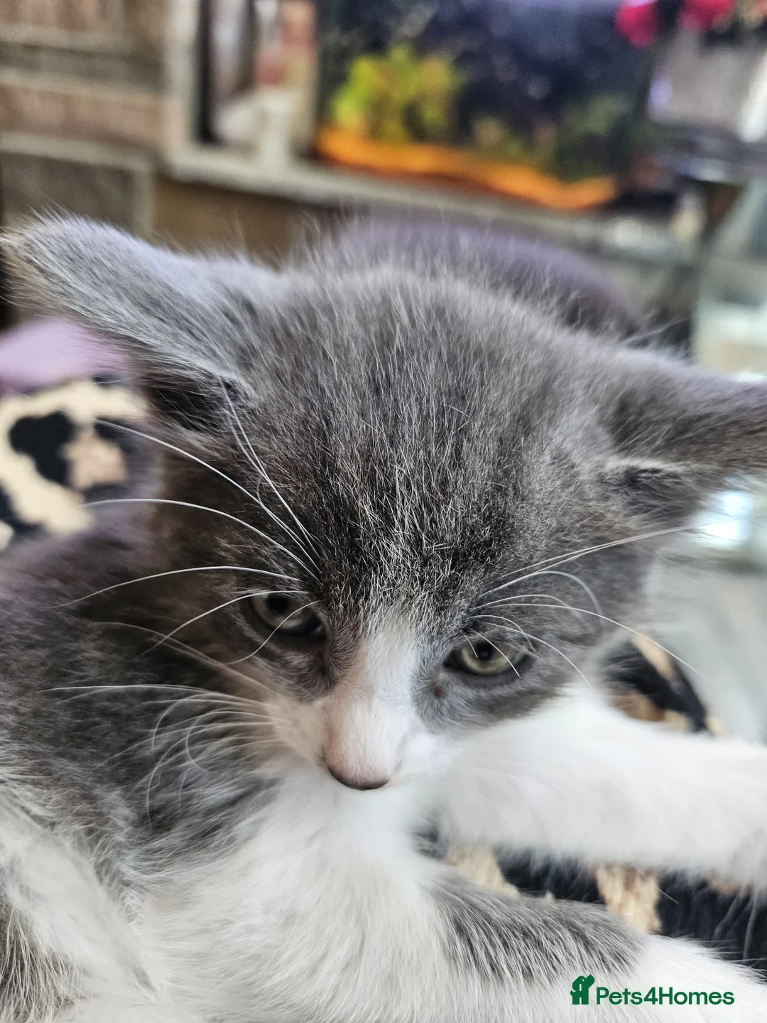 Mixed Breed cats for sale: Kitten for sale  in Southsea - Advert 1