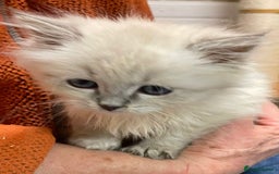 Siberian cats for sale: Tica registered kittens - Image 1