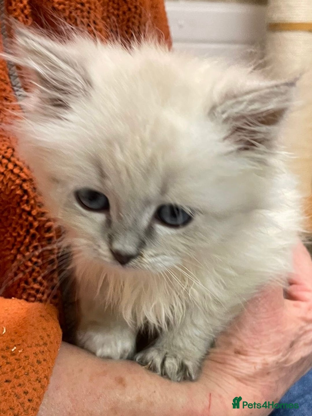 Siberian cats for sale: Tica registered kittens - Image 1