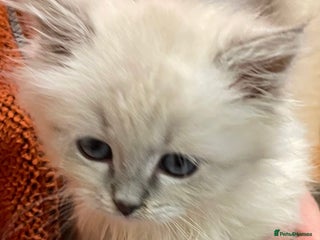 Siberian cats - Advert 1