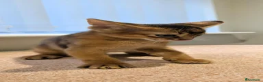 Abyssinian 2