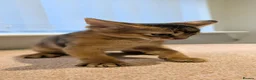 Abyssinian cats for sale: 🩷🩷 Sweet girl 🩷🩷  - Advert 6