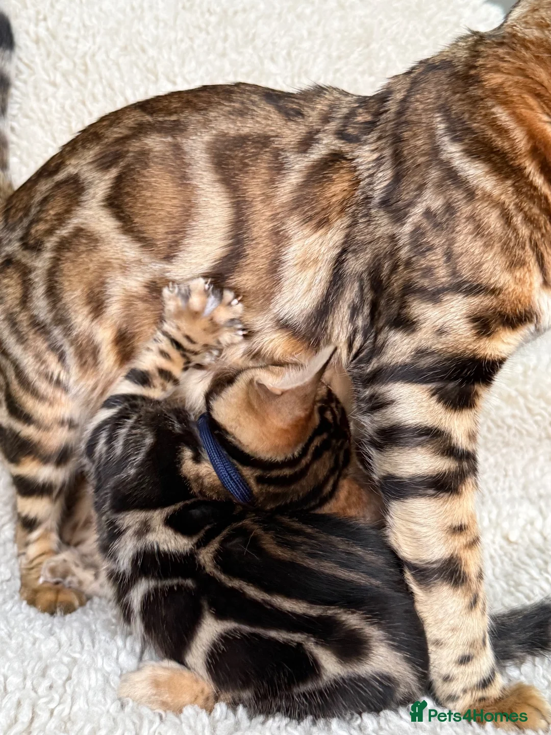 Bengal cats for sale: Bengal Kittens Looking for Loving Homes 🐾  - Advert 1
