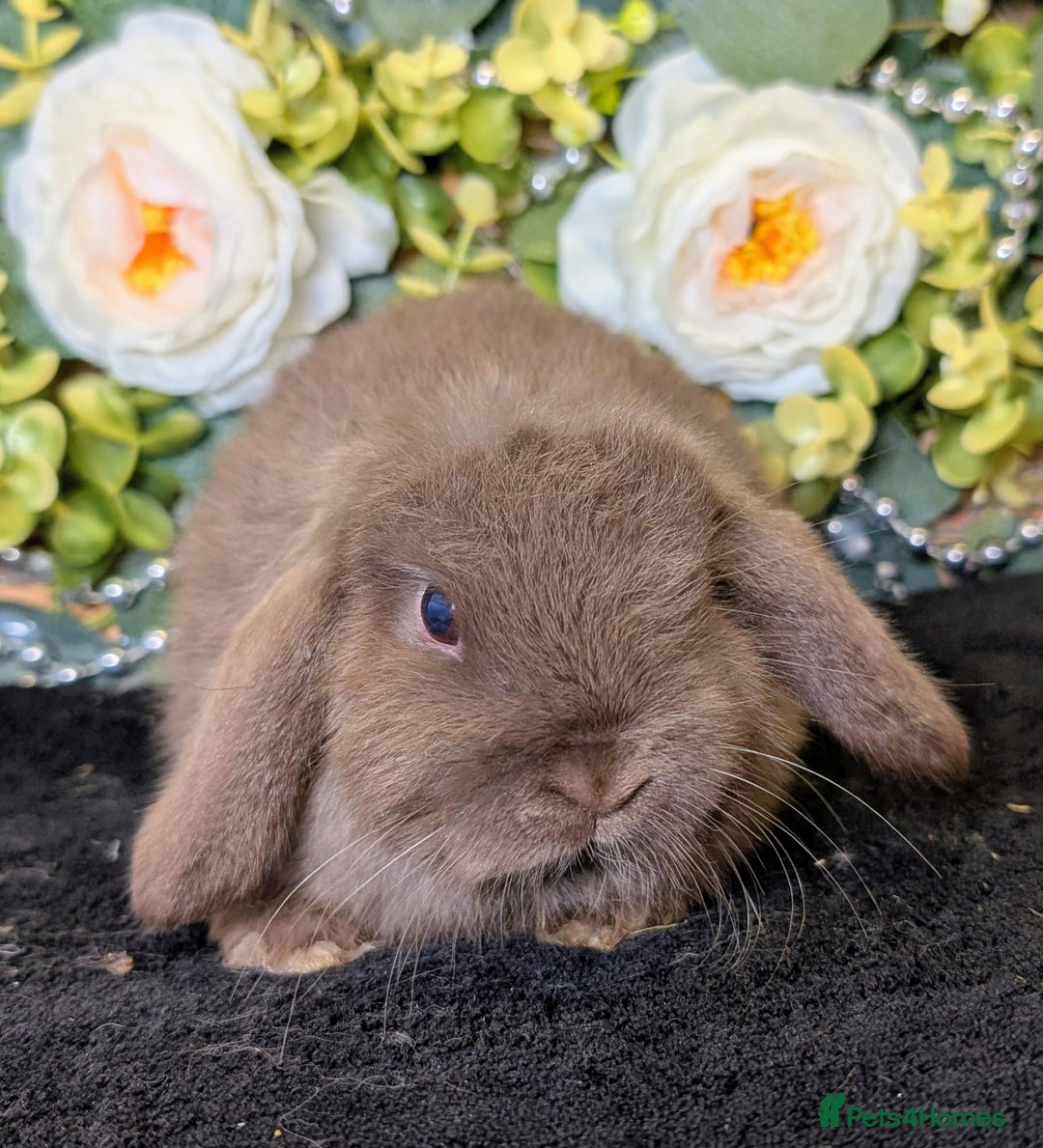 Mini Lop rabbits for sale: ❤️Stunning mini lop babies❤️ - Advert 13