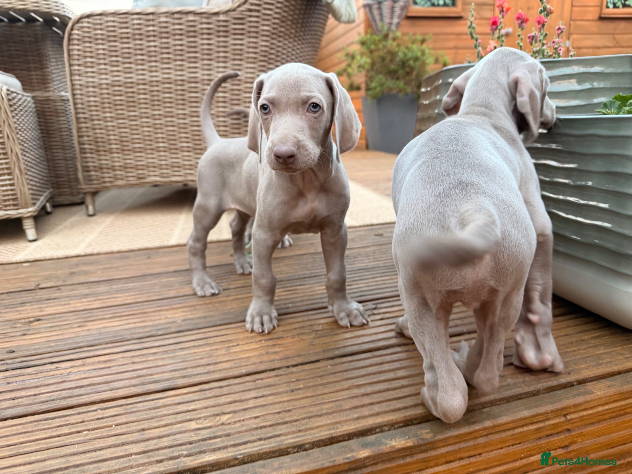 Weimaraner dogs Wonderful KC Reg Weimaraner Puppies x 6  - Advert 2