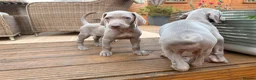 Weimaraner dogs for sale: Wonderful KC Reg Weimaraner Puppies x 6  - Advert 3