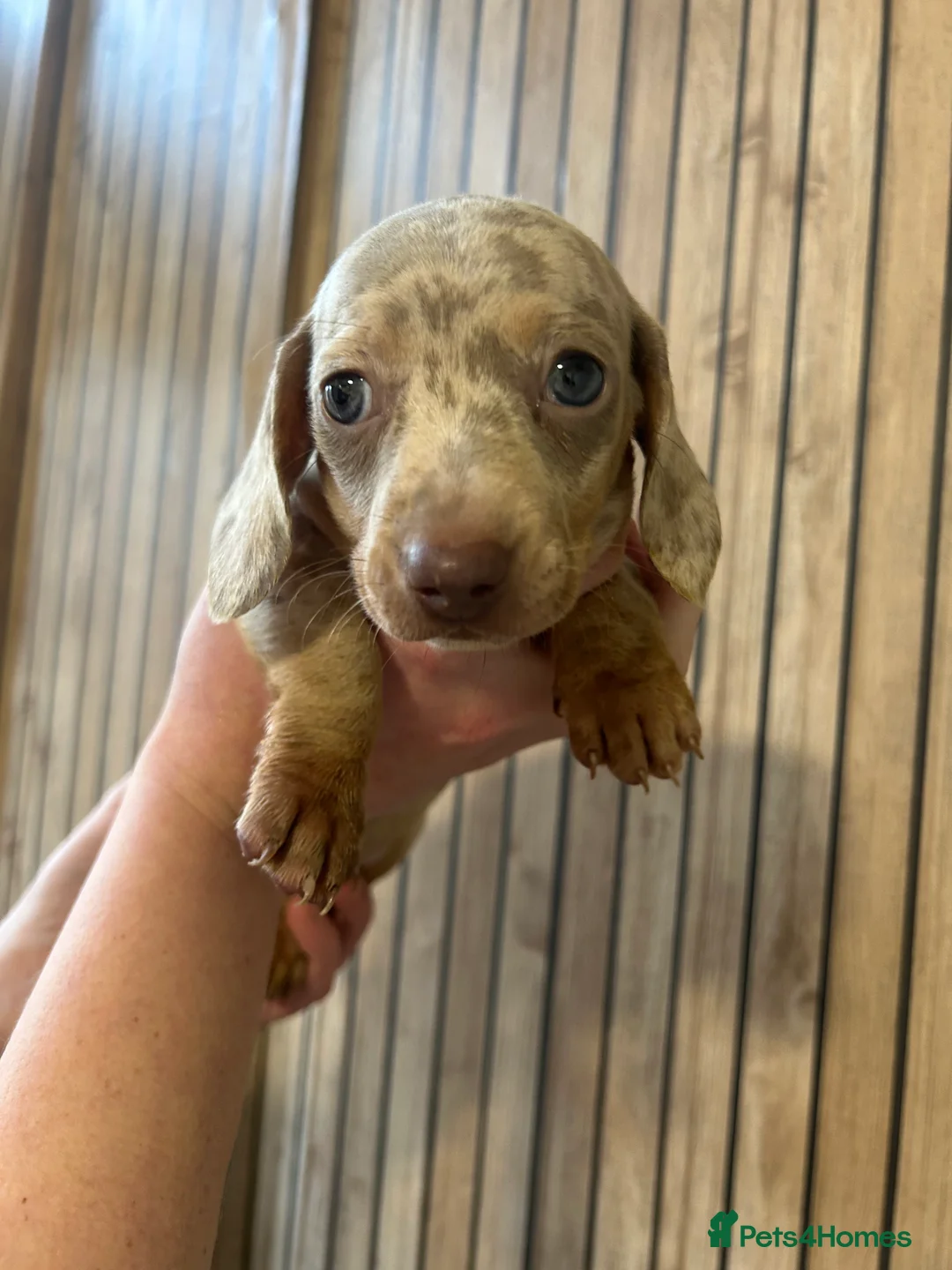 Miniature Dachshund dogs for sale: Miniature daschund  - Advert 7