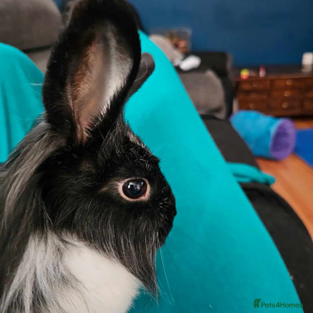 Lionhead rabbits for sale: Snugglebum Phoenix  in Weston-super-Mare - Image 6