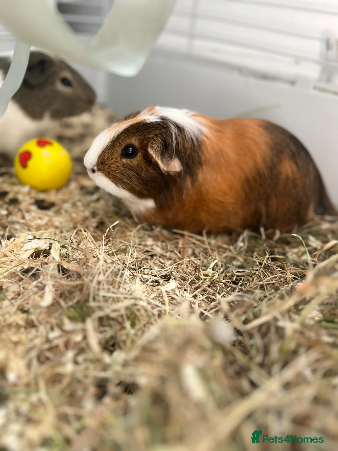 Guinea Pig rodents for sale: Cloud and Clay  in Glasgow - Advert 1