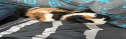 Guinea Pig rodents for sale: 2 Male Guinea pigs - Advert 1