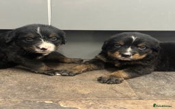 Mixed Breed dogs for sale: Labernese x Bernese mountain dog puppies  - Image 34