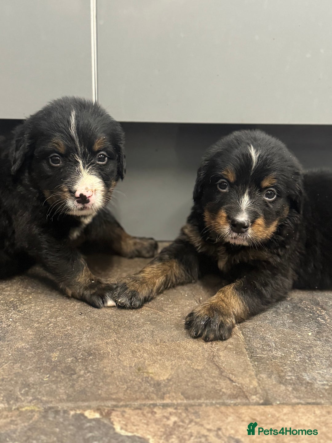 Mixed Breed dogs for sale: Labernese x Bernese mountain dog puppies  - Image 34