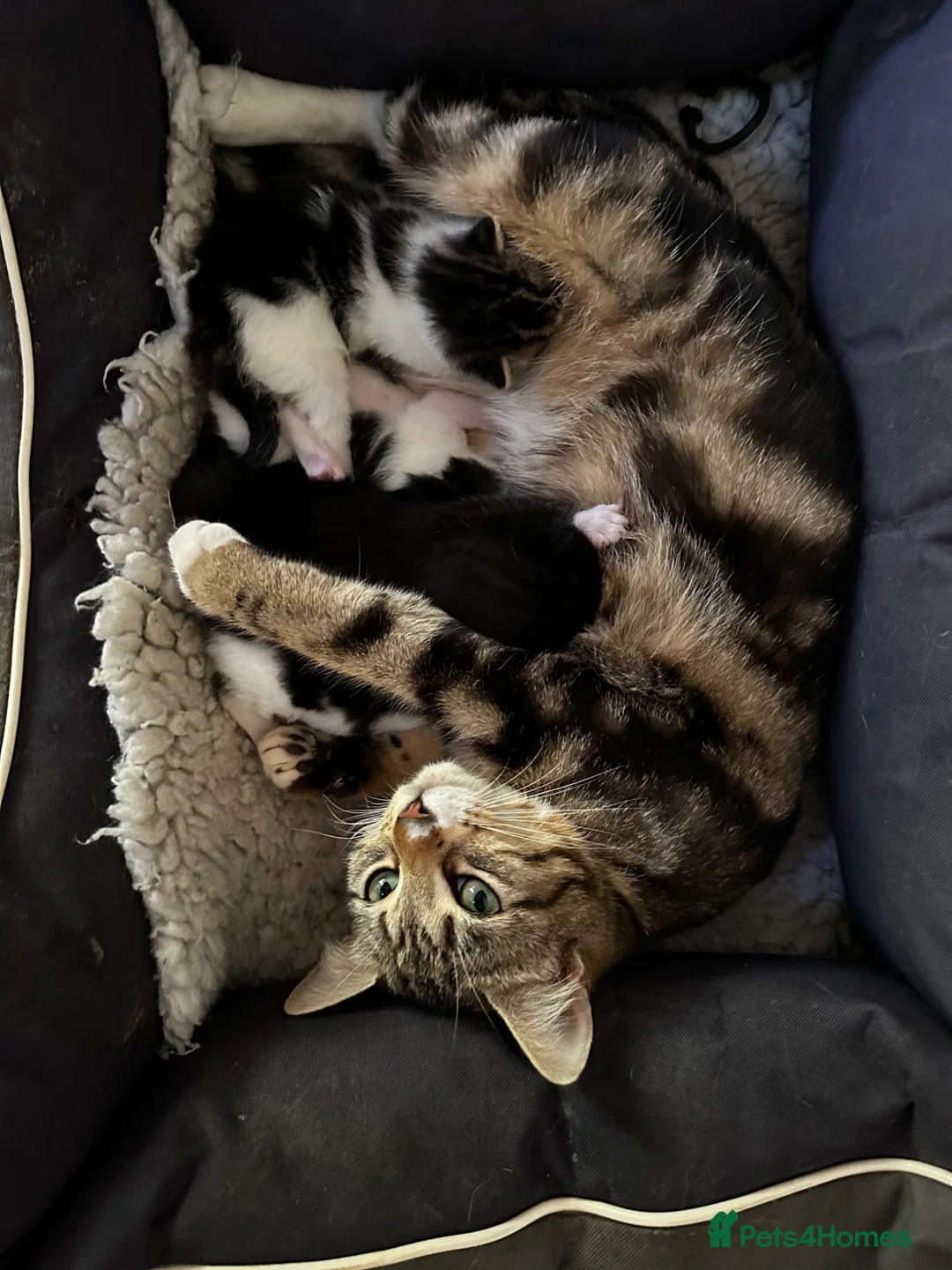 Mixed Breed cats for sale: Kittens jointly raised by our little dog  - Advert 1