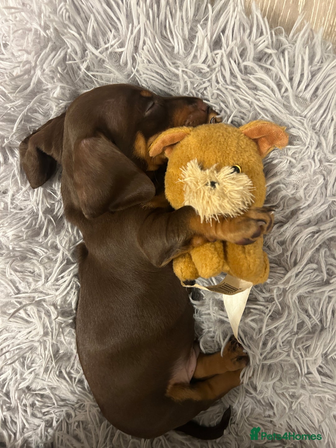 Miniature Dachshund dogs for sale: Chocolate and Tan KC Boy mini dachshund  - Advert 4
