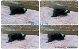 Shih Tzu dogs for sale: 3 Shih Tzu puppies left  - Image 2