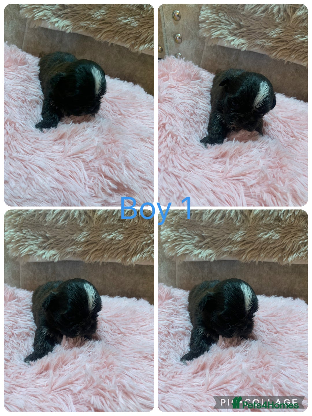 Shih Tzu dogs for sale: 3 Shih Tzu puppies left  - Image 2