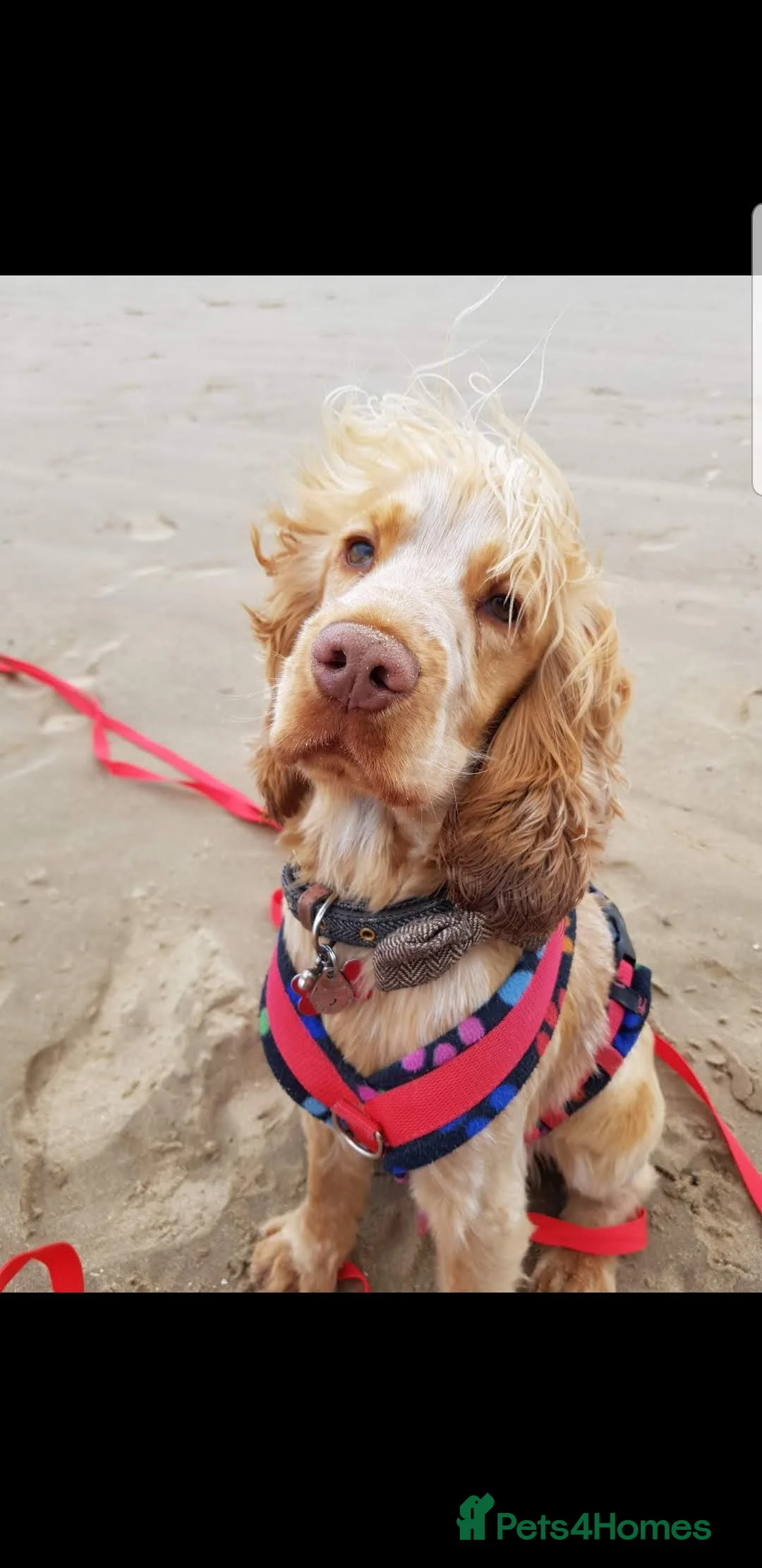 Cocker Spaniel dogs for stud: Proven Handsome Show Cocker Spaniel For Stud in Rochdale - Advert 12