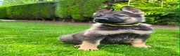 German Shepherd dogs for sale: The ultimate german shepherd pups in Doncaster - Advert 4