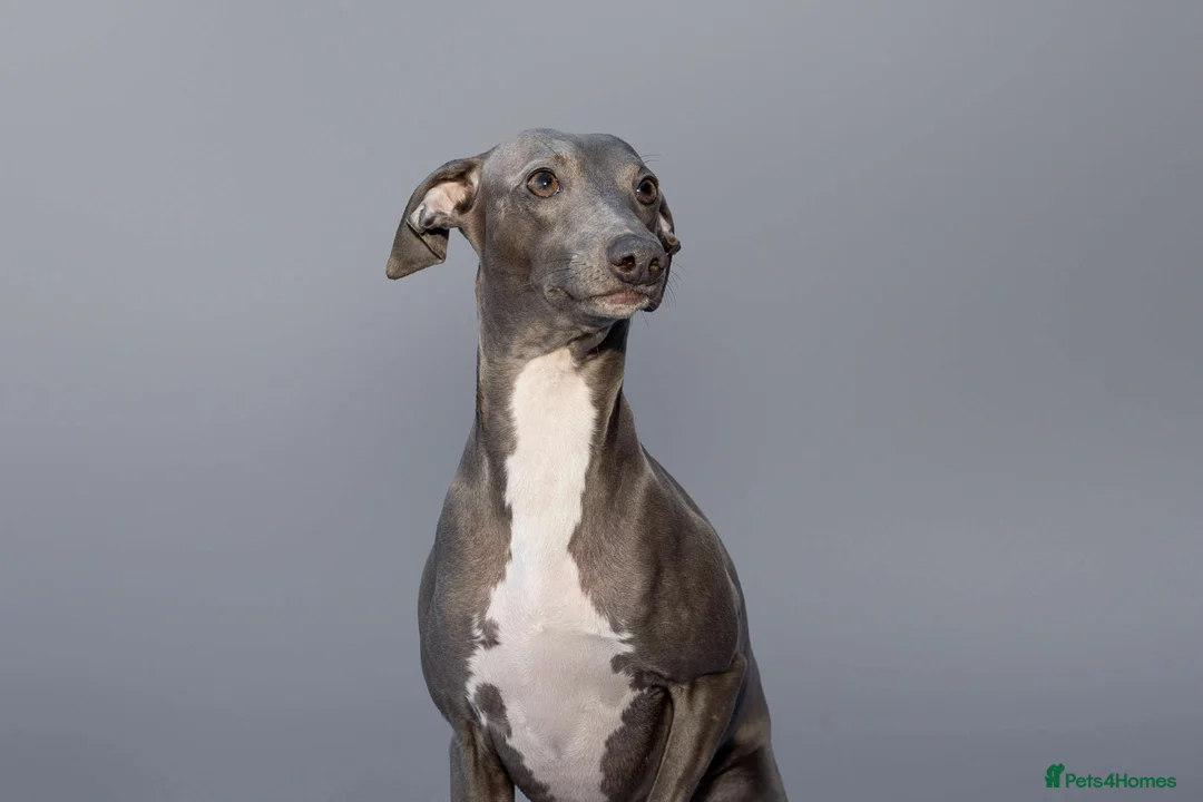 Italian Greyhound dogs for stud: *FOR STUD* Blue Italian Greyhound  in Workington - Advert 3