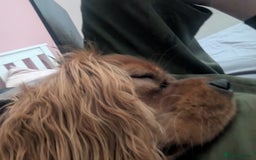 Cavalier King Charles Spaniel dogs for sale: Beautiful Cavalier Boy Reluctant Rehome - Image 2