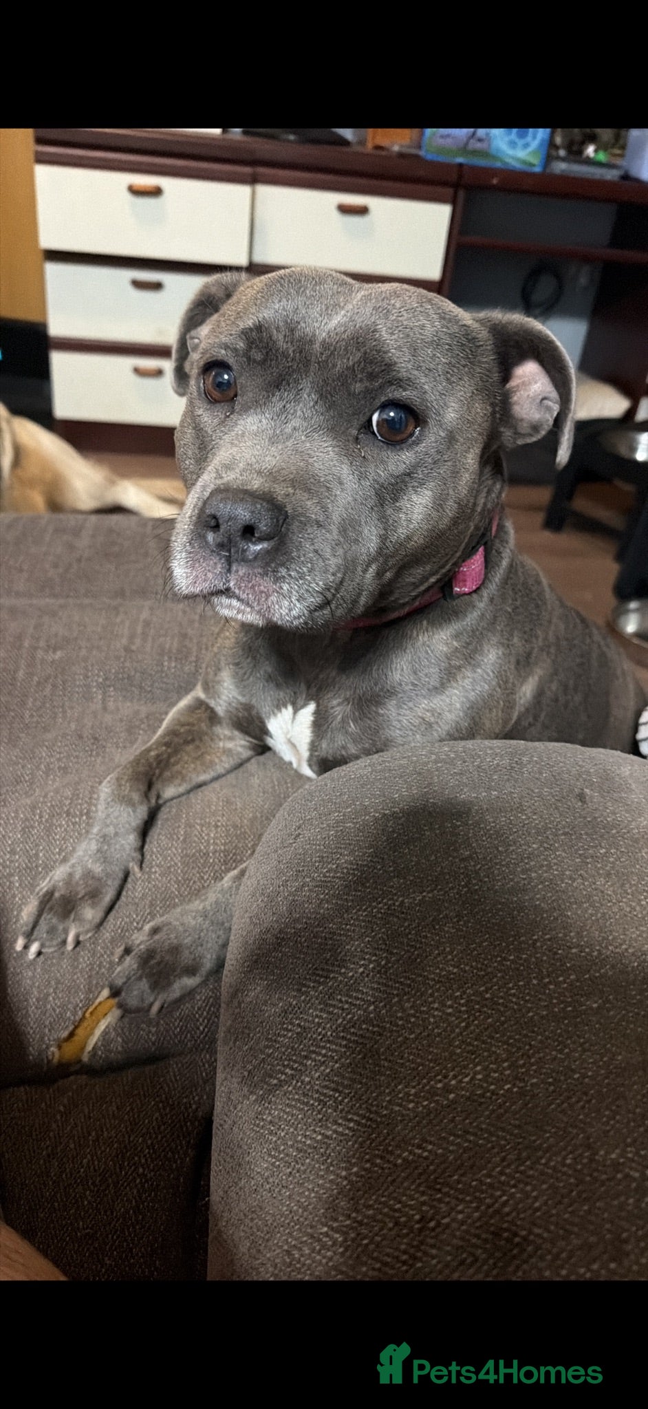 Staffordshire Bull Terrier dogs KC Registered Blue Staffy Puppies – Champion Lines - Advert 2