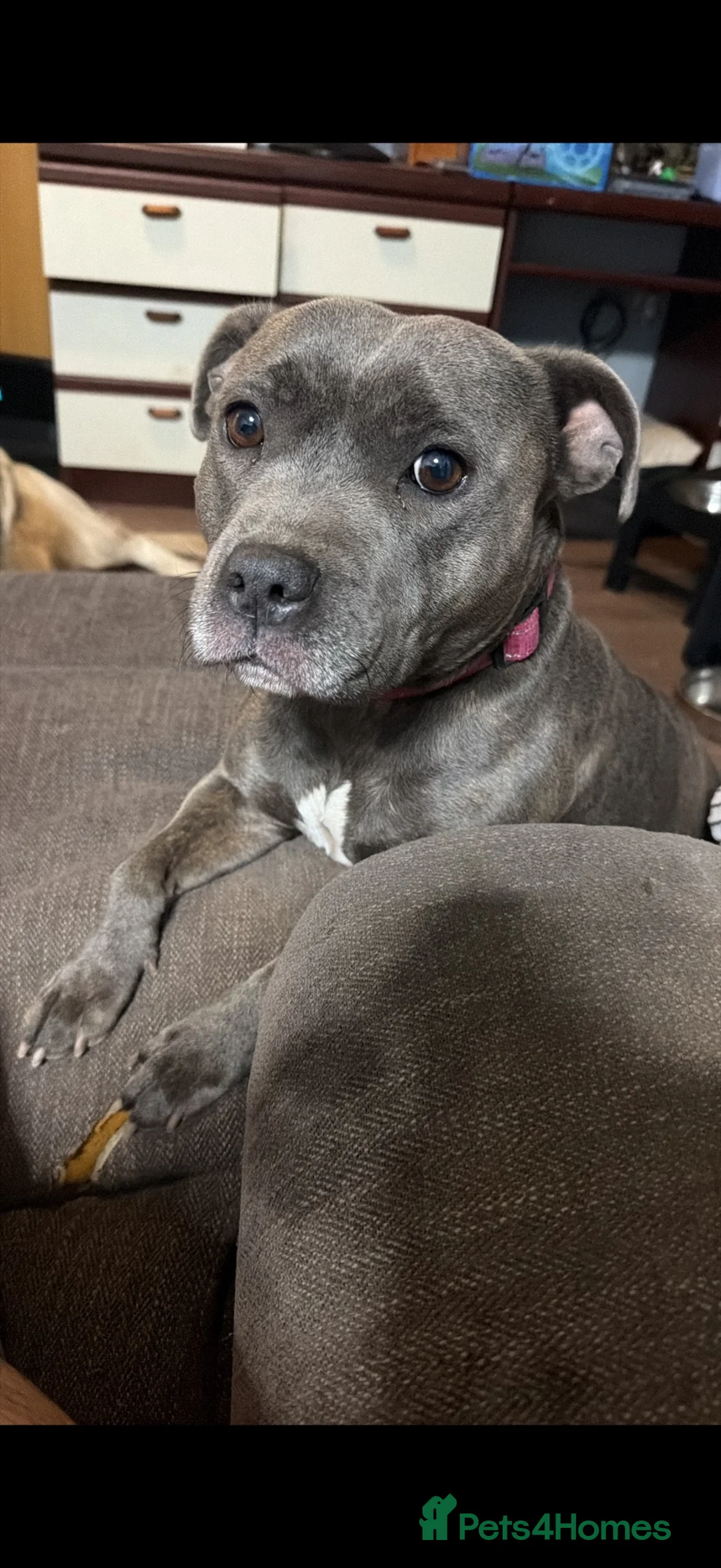 Staffordshire Bull Terrier dogs for sale: KC Blue Staffy Puppies - 8+ Confirmed, Males Open - Advert 2