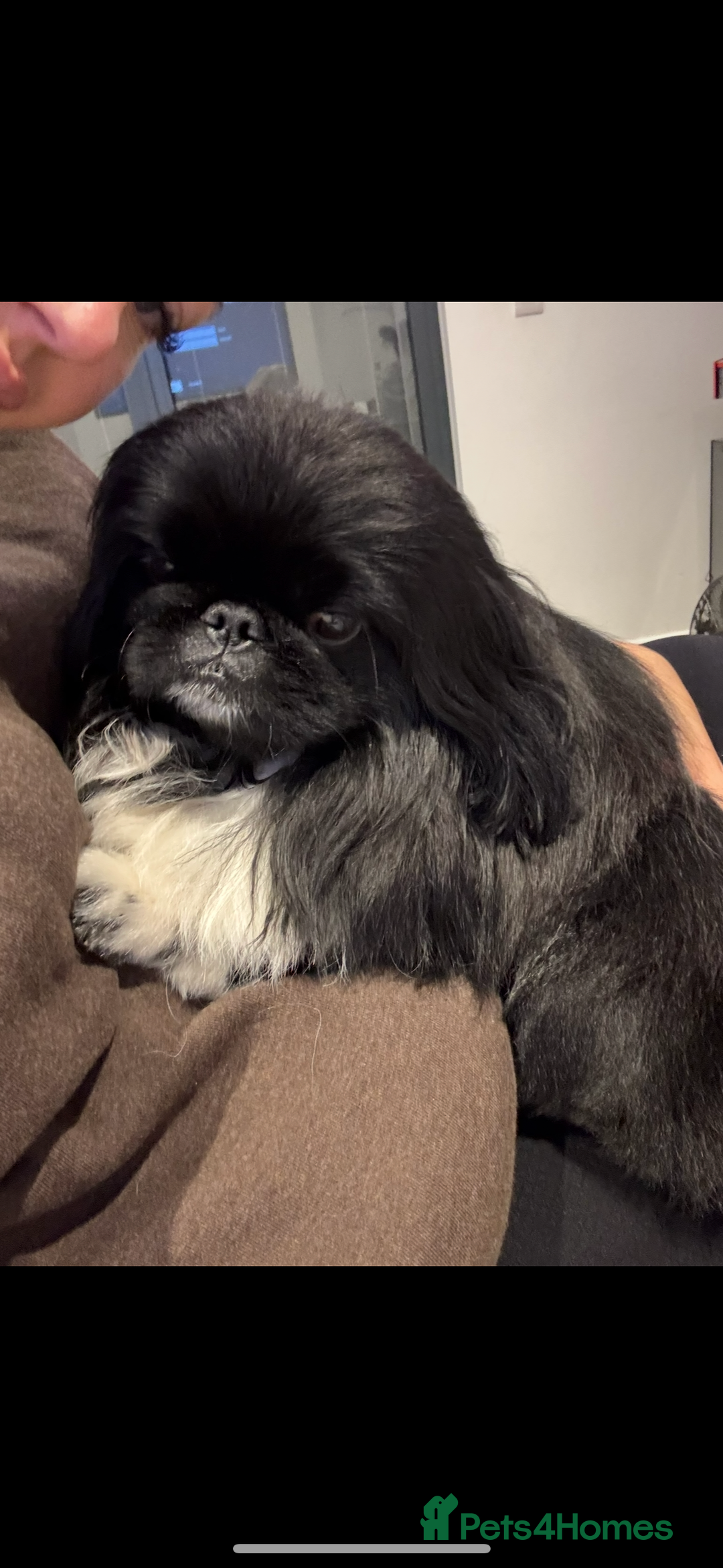 Pekingese dogs for stud: KC REGISTERED PEKINGESE - Advert 2