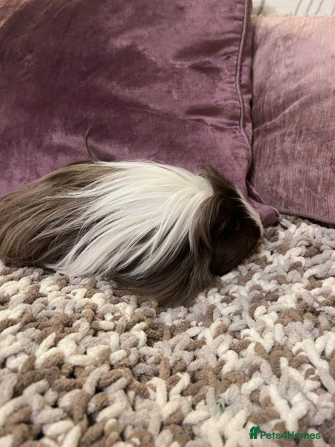 Guinea Pig rodents for sale: Guinea pigs for sale  - Advert 7