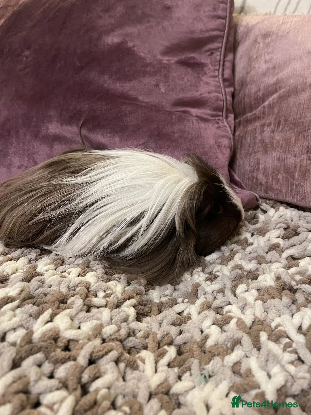 Guinea Pig rodents for sale: Guinea pigs for sale  - Advert 7