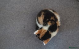 Mixed Breed cats for sale: 4 LOVEY CATS in ESSEX - 2 MALE & 2 FEMALE  - Image 8