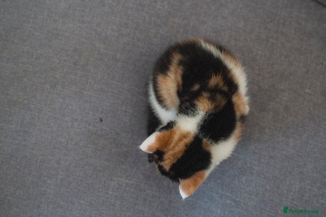 Mixed Breed cats for sale: 4 LOVEY CATS in ESSEX - 2 MALE & 2 FEMALE  - Image 8