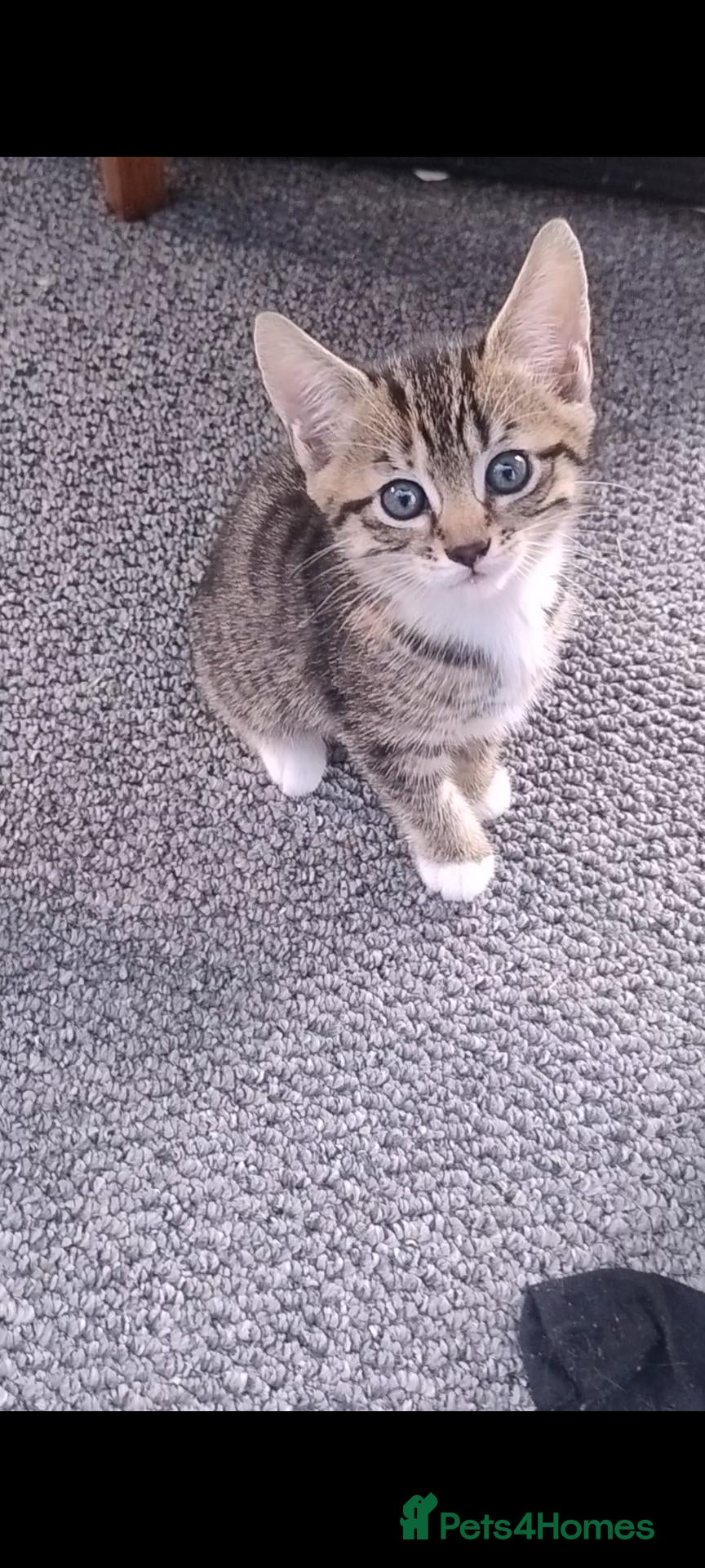 Mixed Breed cats 2 stunning kittens left ready to leave in days.  - Advert 4
