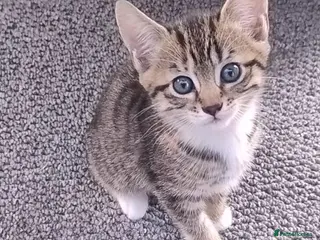 Mixed Breed cats 2 stunning kittens left ready to leave in days. - Advert 4
