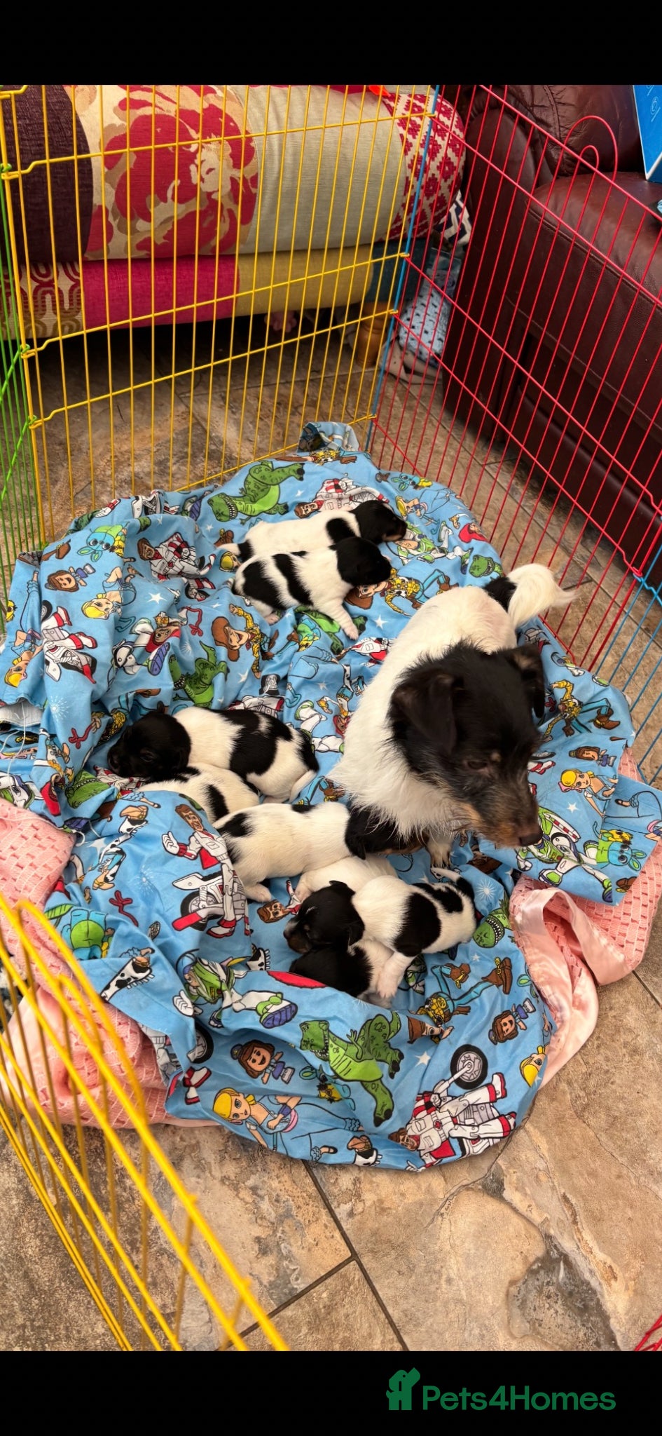 Jack Russell dogs Traditional Jack Russell Male Pups  - Advert 1